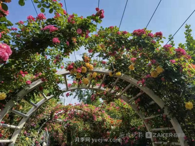 石家莊東環(huán)公園的月季正值盛花期，快來打卡(圖3)
