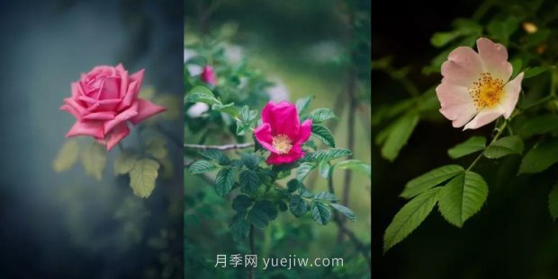 關(guān)于玫瑰花的這些冷知識你知道幾條？(圖1)