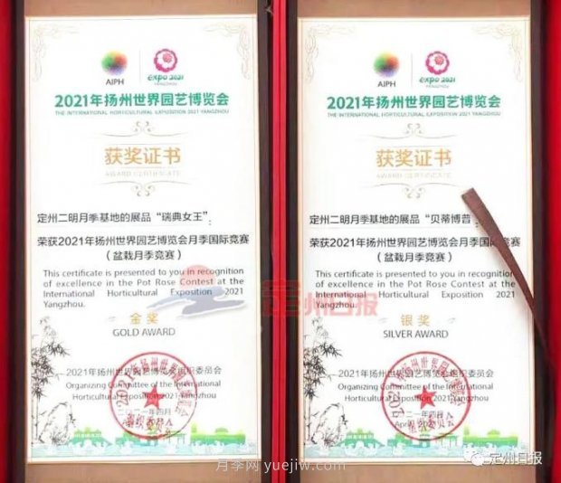 定州月季，2021年揚(yáng)州世界園藝博覽會(huì)斬獲大獎(jiǎng)！(圖1)