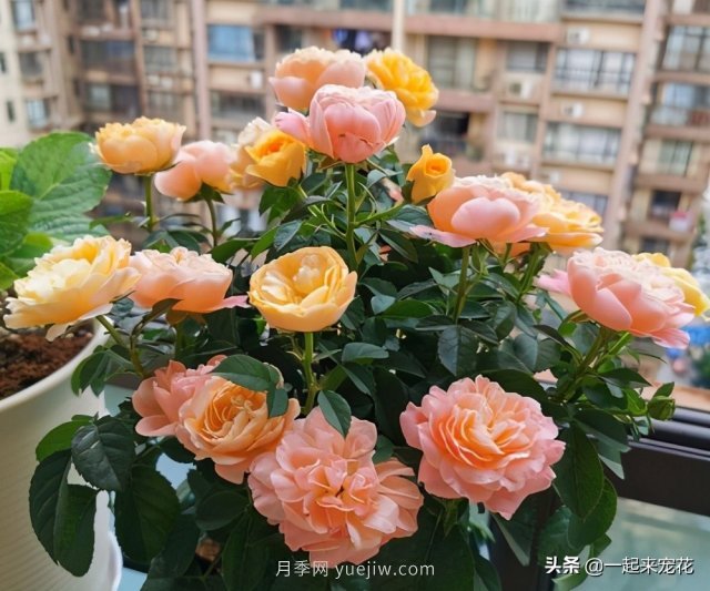 貴州大媽喜歡養(yǎng)月季，院子里養(yǎng)了4種月季，都是精品(圖4)