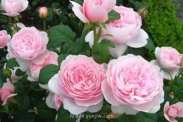 瑞典女王月季一年開幾次花？有哪些優(yōu)缺點？(圖1)