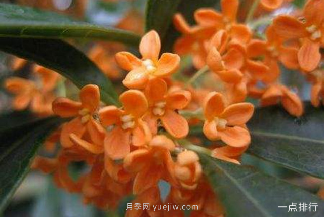 桂花哪個(gè)品種***名貴？名貴桂花品種排名(圖1)