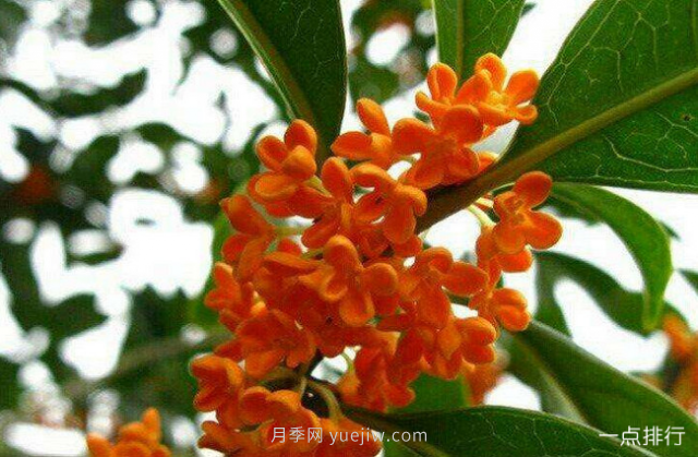 桂花哪個(gè)品種***名貴？名貴桂花品種排名(圖3)