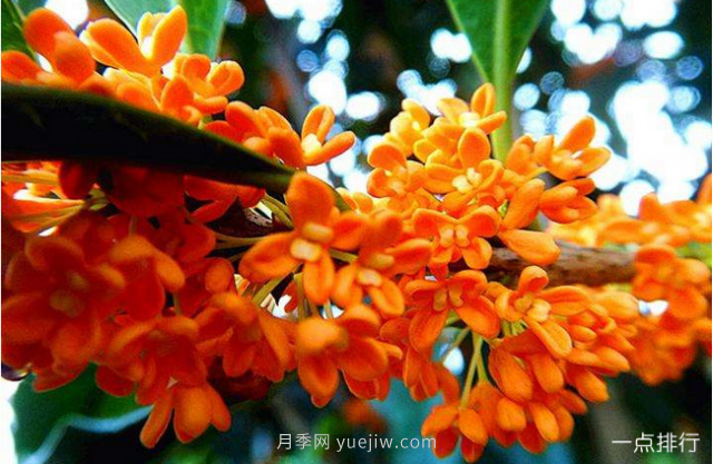 桂花哪個(gè)品種***名貴？名貴桂花品種排名(圖2)