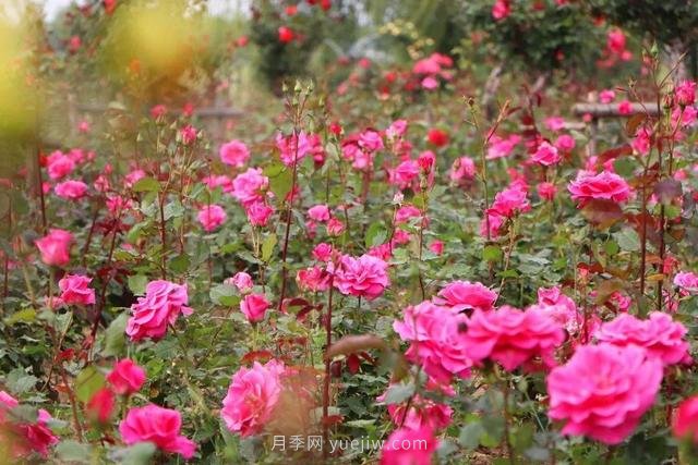 淮安初夏，從一場驚艷的月季花海開始！(圖2)