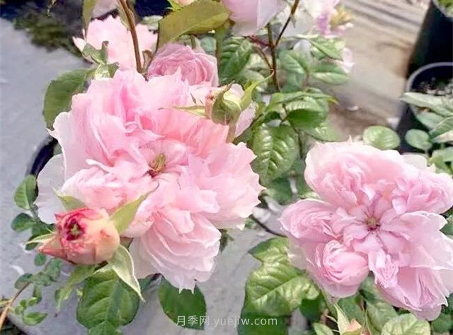 蝶之舞月季，蘇芬月季，兩款花型獨特的日系月季(圖1)