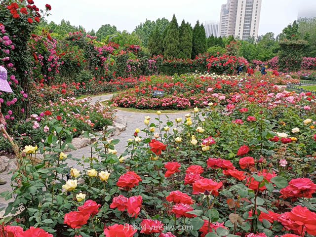 月季植物造景，塑造城市園林景觀(圖2)