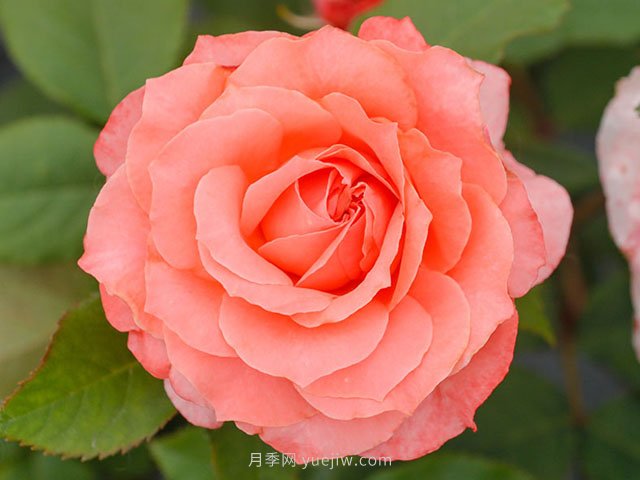 珊瑚果凍月季的優(yōu)缺點(diǎn)是什么？(圖1)