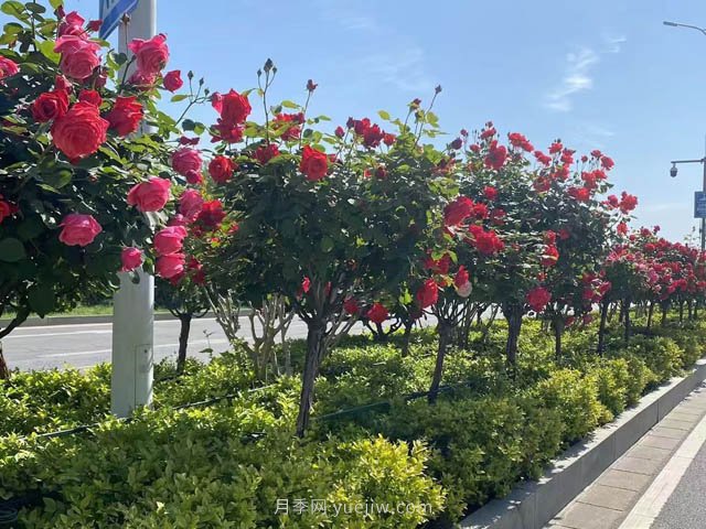 夏季苗木容易出現(xiàn)日灼現(xiàn)象？如何才能進行預(yù)防？(圖1)