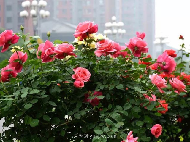 夏季苗木容易出現(xiàn)日灼現(xiàn)象？如何才能進行預(yù)防？(圖2)