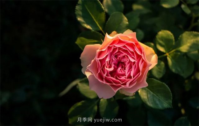 昆明李淑斌深山搞科研，為晉寧月季插“芯片”(圖1)
