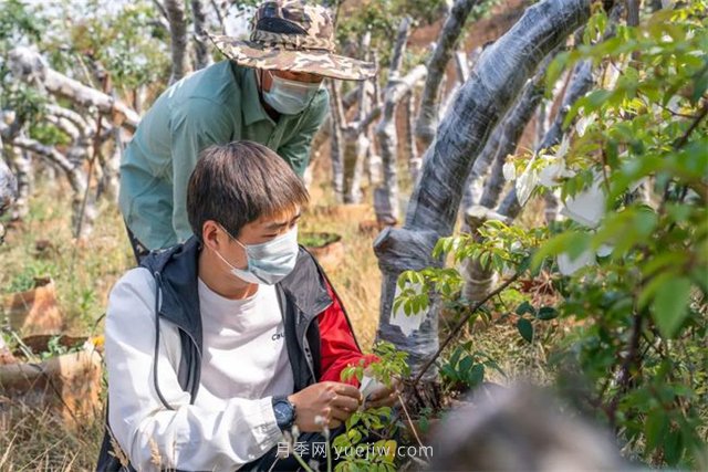 昆明李淑斌深山搞科研，為晉寧月季插“芯片”(圖2)