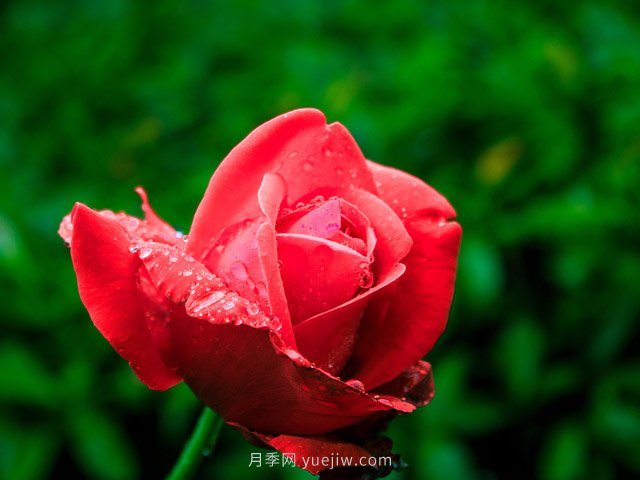 月季花可以放在室內(nèi)養(yǎng)嗎？(圖1)