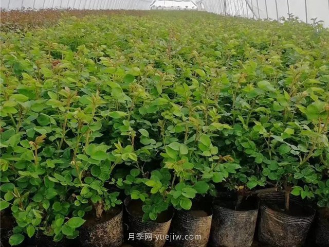 扦插的南陽月季多久會開花？(圖1)