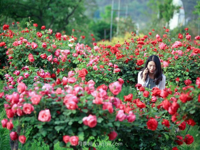 花卉旅游，“花為媒”帶動“美麗經(jīng)濟”升級(圖1)