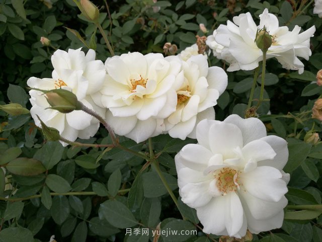 大花月季品種有哪些？和豐花月季的區(qū)別在哪？(圖2)