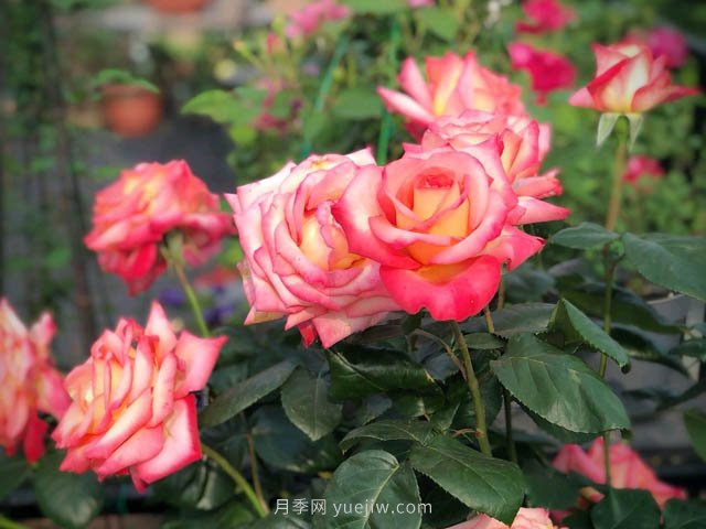 大花月季品種有哪些？和豐花月季的區(qū)別在哪？(圖3)