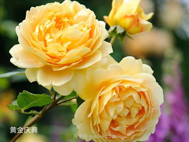月季花的品種非常多，哪一款月季香味***香？推薦5個(gè)品種(圖5)
