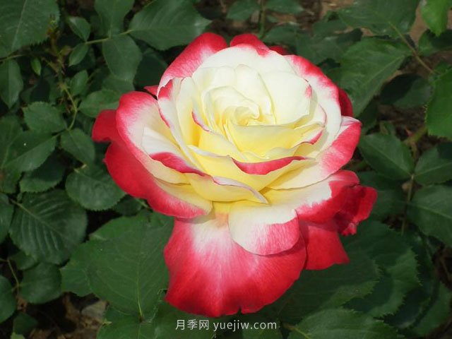 月季花的品種非常多，哪一款月季香味***香？推薦5個(gè)品種(圖1)
