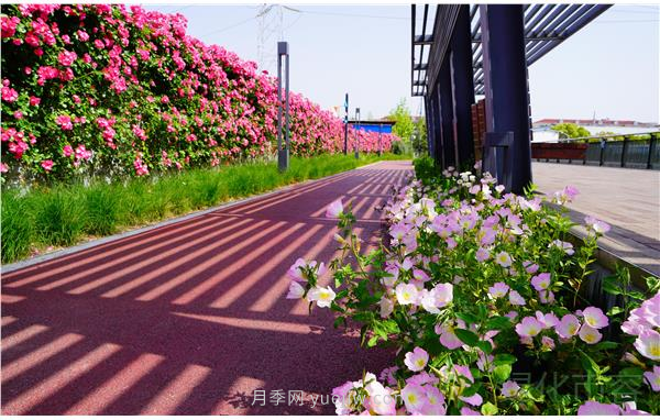 上海靜安區(qū)白遺橋公園5000余株月季盛放！位置在這(圖2)