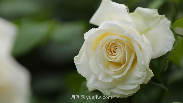 夏天注意4個(gè)方面的養(yǎng)護(hù)工作，月季花才能安全無(wú)憂的度夏(圖3)