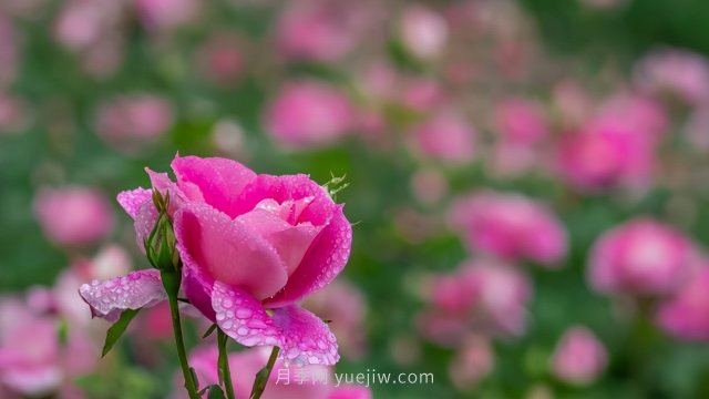 夏天注意4個(gè)方面的養(yǎng)護(hù)工作，月季花才能安全無(wú)憂的度夏(圖2)
