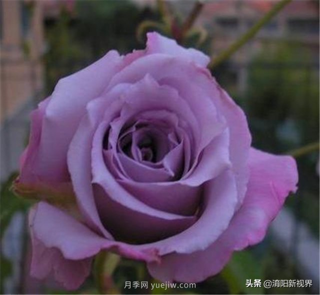 20種經(jīng)典月季品種，妝點(diǎn)南陽(yáng)火熱的夏季(圖19)