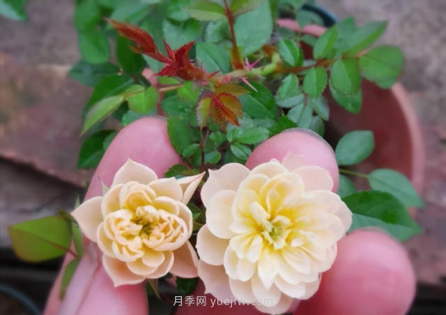 超級(jí)小可愛(ài)，推薦8個(gè)迷你型微月小月季品種(圖4)