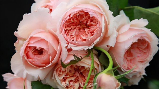 真宙月季和朱麗葉月季進行對比，優(yōu)缺點一目了然(圖1)
