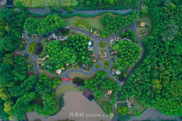 他把歐洲玫瑰莊園搬到中國，培育出樹上開月季的奇特景觀(圖1)