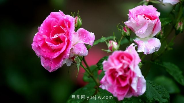 15條月季小知識(shí)，對(duì)栽培養(yǎng)護(hù)有很大的幫助(圖3)