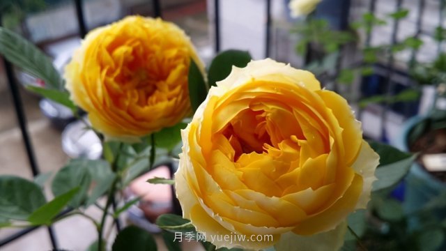 15條月季小知識(shí)，對(duì)栽培養(yǎng)護(hù)有很大的幫助(圖2)