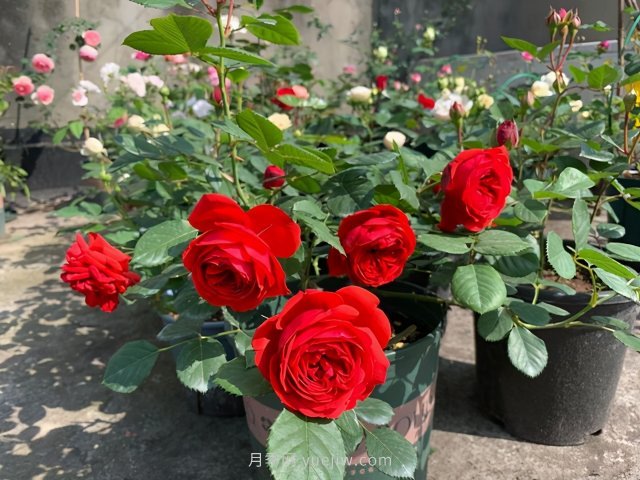 推薦夏季高溫耐曬的4種月季，花朵不散還勤花(圖2)