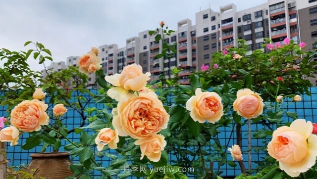推薦夏季高溫耐曬的4種月季，花朵不散還勤花(圖4)