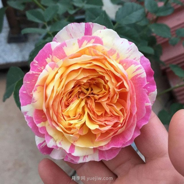 推薦夏季高溫耐曬的4種月季，花朵不散還勤花(圖1)
