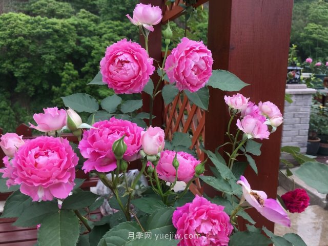 推薦夏季高溫耐曬的4種月季，花朵不散還勤花(圖3)