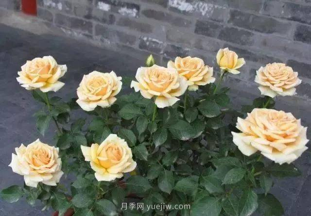 夏天月季養(yǎng)護(hù)4大“禁忌”要牢記，一定要注意(圖1)