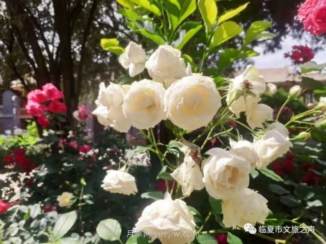 到臨夏東公館欣賞月季，追上六月的尾巴(圖1)