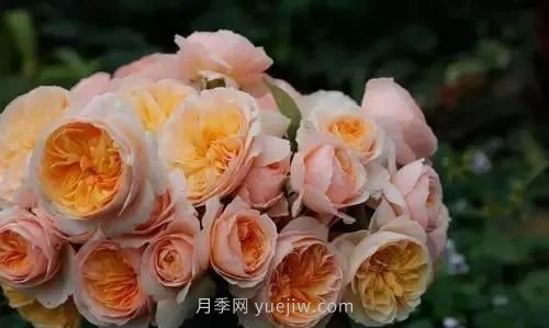 推薦花友必養(yǎng)的5大藤本月季和5大灌木月季品種，花美好養(yǎng)(圖7)