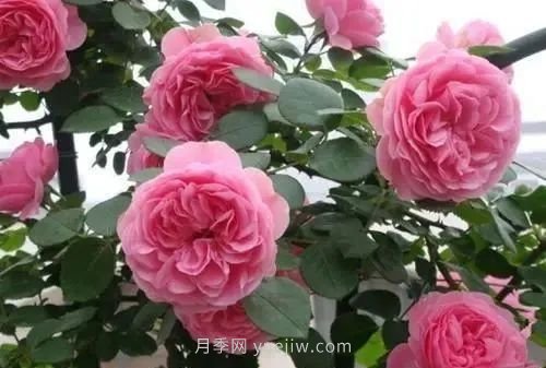 推薦花友必養(yǎng)的5大藤本月季和5大灌木月季品種，花美好養(yǎng)(圖4)
