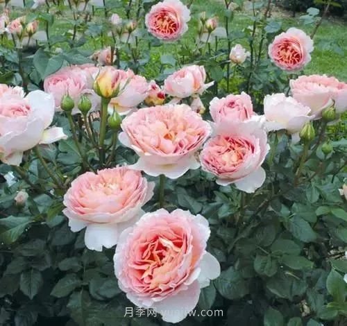 推薦花友必養(yǎng)的5大藤本月季和5大灌木月季品種，花美好養(yǎng)(圖2)