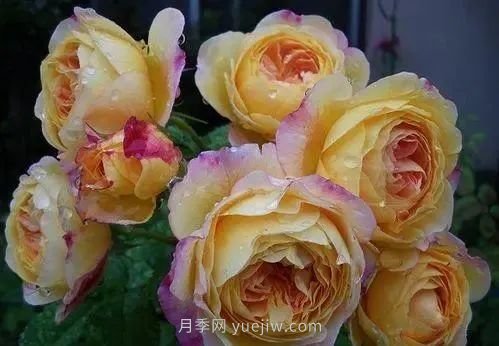 推薦花友必養(yǎng)的5大藤本月季和5大灌木月季品種，花美好養(yǎng)(圖8)