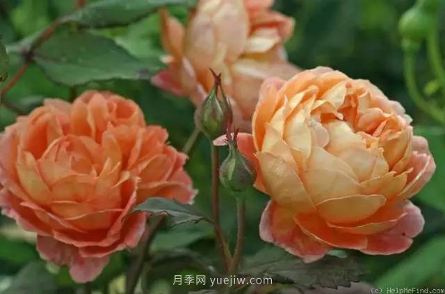 哪些月季耐曬？25大耐熱月季品種推薦(圖6)