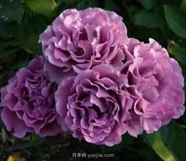 哪些月季耐曬？25大耐熱月季品種推薦(圖9)