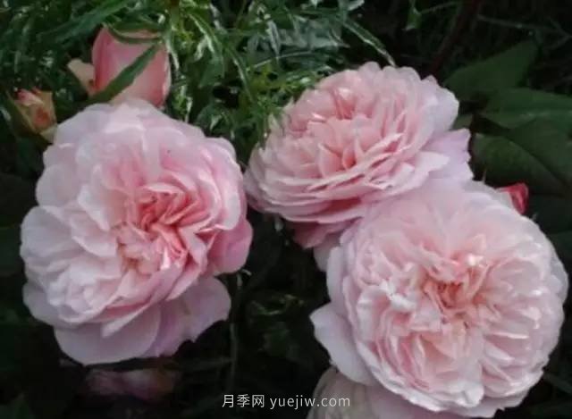 哪些月季耐曬？25大耐熱月季品種推薦(圖8)