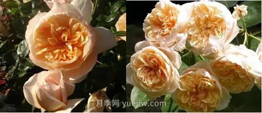 哪些月季耐曬？25大耐熱月季品種推薦(圖7)