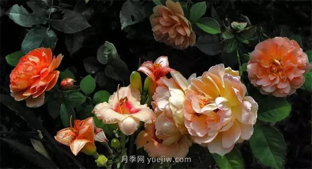 哪些月季耐曬？25大耐熱月季品種推薦(圖15)