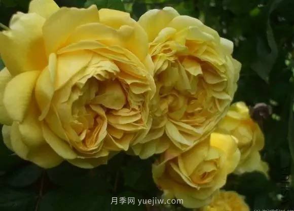 哪些月季耐曬？25大耐熱月季品種推薦(圖16)