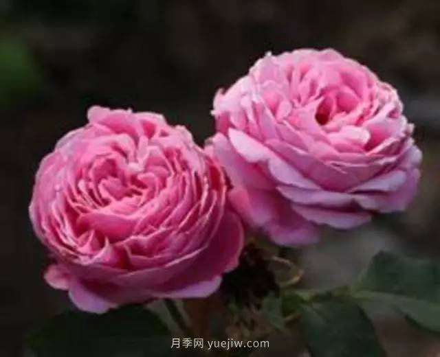 哪些月季耐曬？25大耐熱月季品種推薦(圖23)