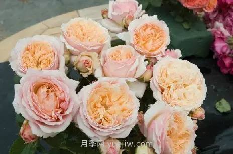哪些月季耐曬？25大耐熱月季品種推薦(圖11)